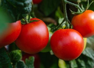 Tomates: le Maroc dépasse l’Espagne en valeur d’exportation