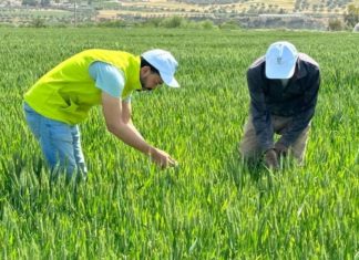 Al Moutmir: plus de 11.500 hectares additionnels pour la campagne 2023-2024