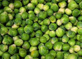 Choux de Bruxelles: le Maroc s’impose sur le marché britannique