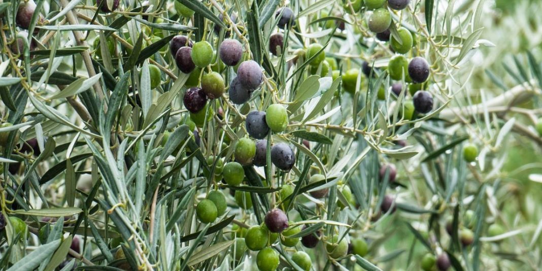 olives (1)