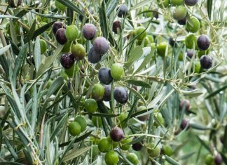 Olives: la production marocaine reste stable malgré le déficit pluviométrique