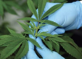 Al Hoceïma: 45 millions de DH pour une zone dédiée à l’industrie du cannabis