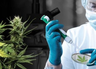 Cannabis légal: 2.905 autorisations délivrées depuis le début de l’année