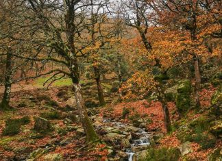 Région du Nord: 186 MDH pour réhabiliter le parc de Bouhachem