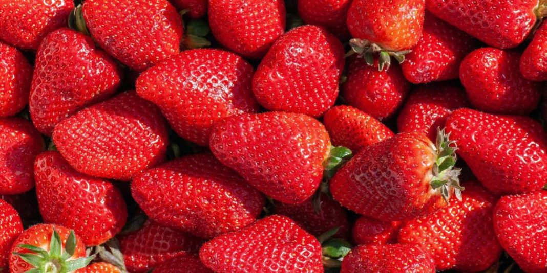 Fraises