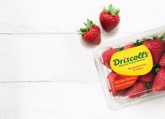 Fruits rouges: Driscoll’s lance la construction de sa station de conditionnement à Larache
