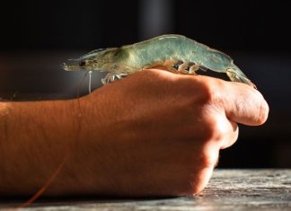 Vitamin Sea: la première ferme d’élevage de crevettes en circuit fermé au Maroc