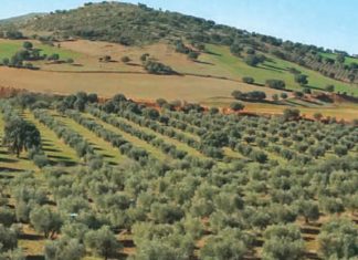25 ans de règne. Agriculture marocaine: du Plan Maroc Vert à Génération Green