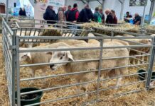 Le Maroc a brillé au sommet de l’élevage de Clermont-Ferrand