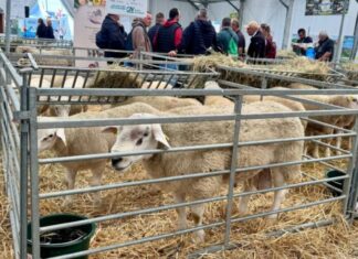 Le Maroc a brillé au sommet de l’élevage de Clermont-Ferrand