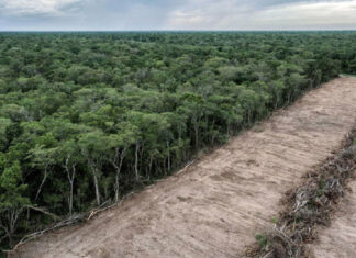 FAO: en régression, la déforestation s’établit à 10,9 millions ha/an