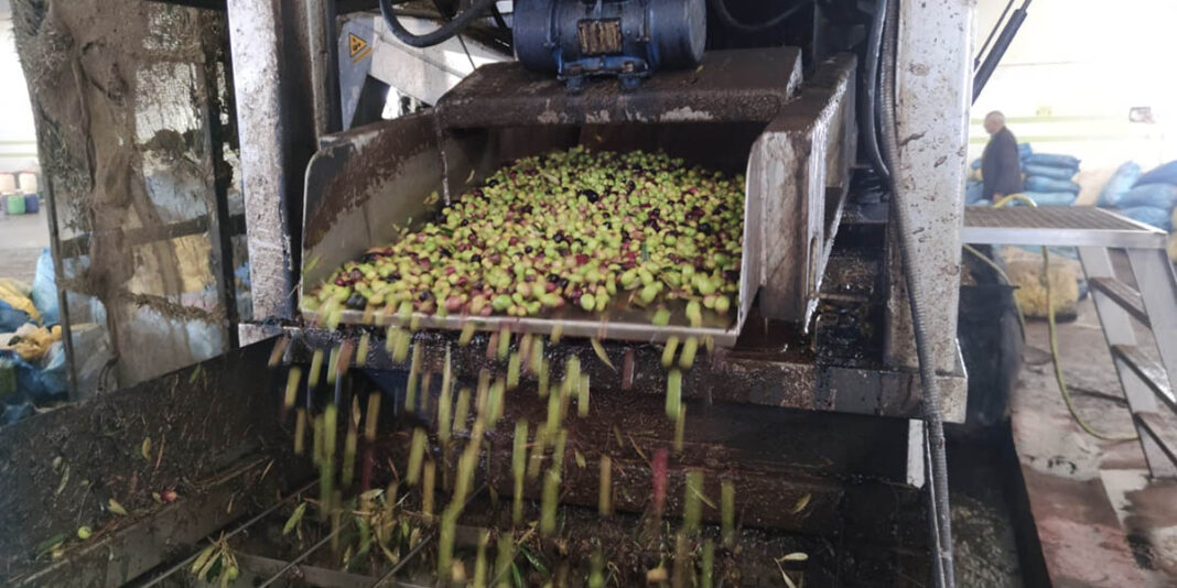 olives-FesMeknes