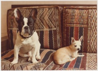 YVES SAINT LAURENT ET SES CHIENS PAR MARTIN BETHENOD AU MUSÉE YVES SAINT LAURENT MARRAKECH