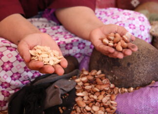 L’arganier exploité dans la région d’Essaouira depuis plus de 150 000 ans