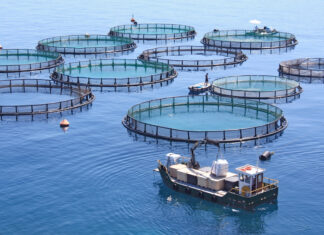 Aquaculture marine : 300 fermes autorisées
