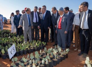 Génération Green se déploie dans la province d’El Jadida autour de la filière du cactus