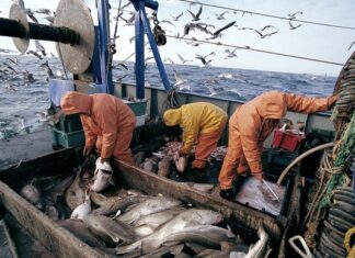 Pêche maritime : les grandes orientations 2025-2027 présentées à Laâyoune