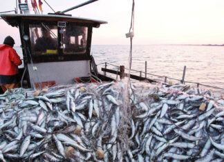 Rabat : la Commission centrale renforce la sécurité maritime des navires de pêche et la prévention de la pollution