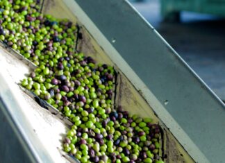 Huile d’olive : comment garantir la qualité et lutter contre la fraude ?