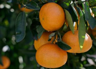Nouveau record des exportations marocaines de mandarines vers l’Allemagne