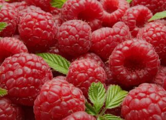 Framboises surgelées : le Maroc bat un record d’exportations vers la France en 2025