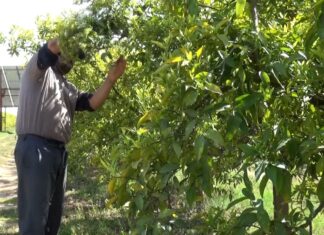 Taroudant : les récentes précipitations redonnent espoir aux agriculteurs