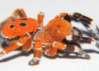 Maroc : une nouvelle araignée coccinelle à tête rouge décrite par des chercheurs