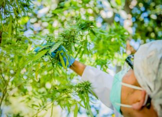 La gouvernance marocaine du cannabis médical prend forme