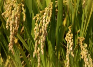 L’indice des prix alimentaires progresse de 4,3 % en 2025