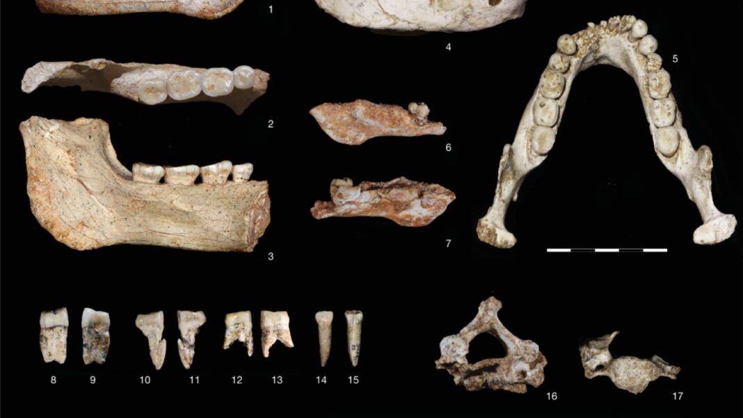 Homosapiens
