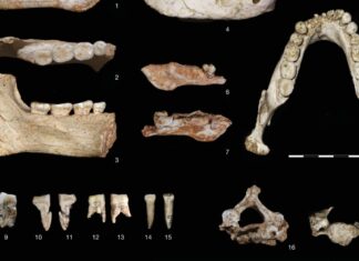 Une étude scientifique majeure met en lumière le rôle clé du Maroc dans l’histoire de l’humanité