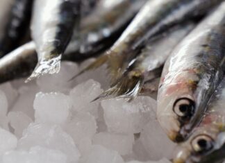Sardines: Suspension de l’exportation dès le 1er février 2026