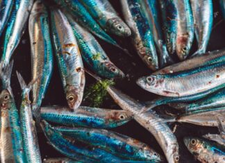 Sardines : l’approvisionnement sécurisé en prévision de Ramadan