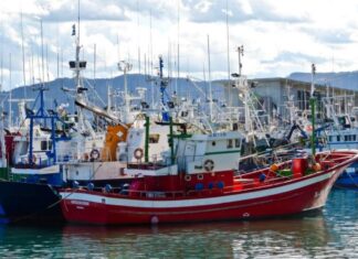 Ports méditerranéens : hausse de 7% des débarquements de pêche en 2025 (ONP)