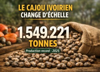 Cajou en Côte d’Ivoire : le cap des 1.549.221 tonnes franchi, les raisons d’un record qui change l’équation