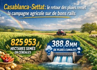Casablanca-Settat: le retour des pluies remet la campagne agricole sur de bons rails