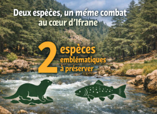Loutre d’Europe et truite fario : Ifrane met tout le monde à la même table pour sauver 2 sentinelles du Parc National