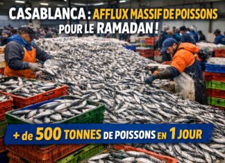 Marché de gros de Casablanca : plus de 500 tonnes de poissons au 6ᵉ jour du Ramadan