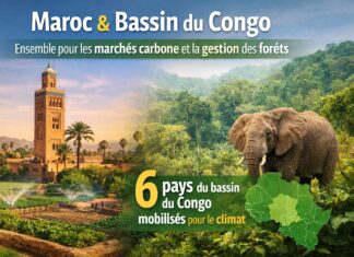 Maroc et bassin du Congo : Développement des marchés carbone et gestion forestière