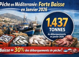 Ports situés sur la Méditerranée: Baisse de 30% des débarquements de pêche en janvier