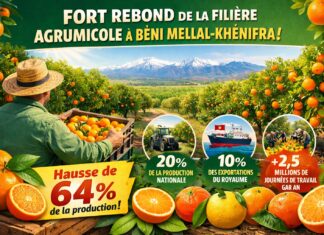 Béni Mellal-Khénifra : Rebond de la production agrumicole