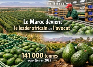 Le Maroc devient le premier exportateur africain d’avocats en 2025