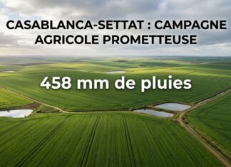 Casablanca-Settat : Perspectives prometteuses pour la campagne agricole 2025/2026