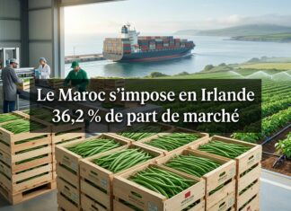 Le Maroc devient premier fournisseur de haricots verts en Irlande