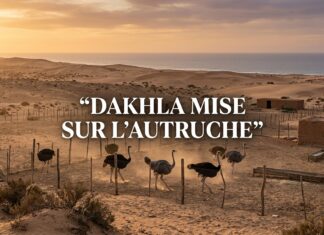 Dakhla : l’élevage d’autruches, nouvelle pépite agricole à fort potentiel touristique