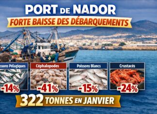 Port de Nador : Baisse de 34% des débarquements de pêche en janvier