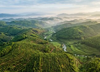 La Chine génère près d’un quart des nouvelles surfaces vertes mondiales