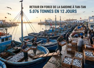 Port de Tan-Tan : Reprise des débarquements de sardine