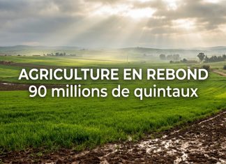 Campagne agricole 2025-2026 : forte hausse attendue de la production céréalière au Maroc