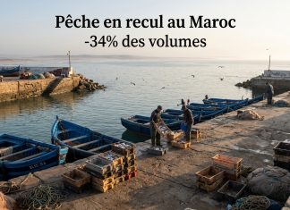 Pêche côtière : forte baisse des volumes malgré une relative stabilité des revenus